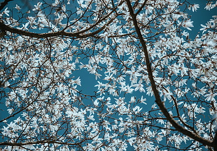 white leafed tree thumbnail