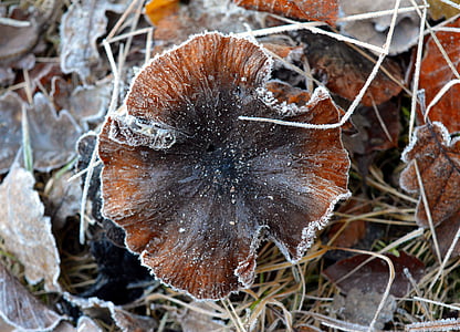 brown and black wild mushroom thumbnail