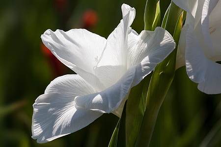 close-up photo of white gladiolus flowers thumbnail