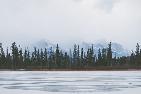 landscape photo of pine trees thumbnail