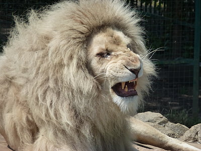 growling beige lion thumbnail
