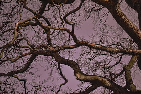 low-angle photography of brown bare tree thumbnail