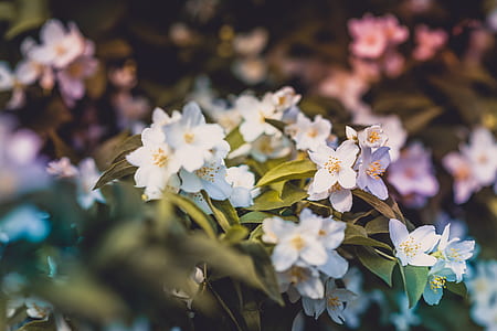 close up photography of white and purple petaled flowers thumbnail