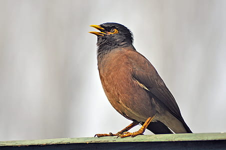 Brown and Black Bird Painting thumbnail