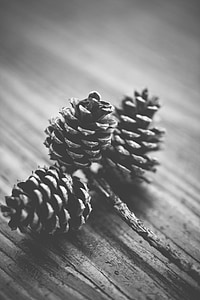 shallow focus photo of acorn thumbnail