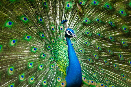blue and green peacock thumbnail