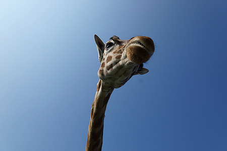 low angle photo of a Giraffe under blue sky thumbnail