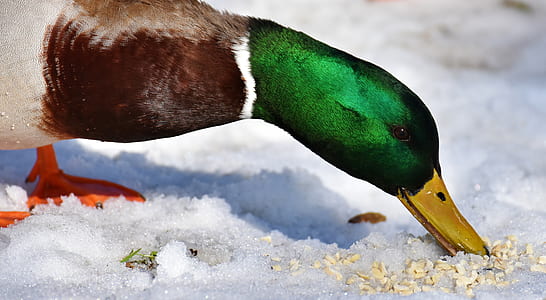 Mallard duck eating seeds thumbnail