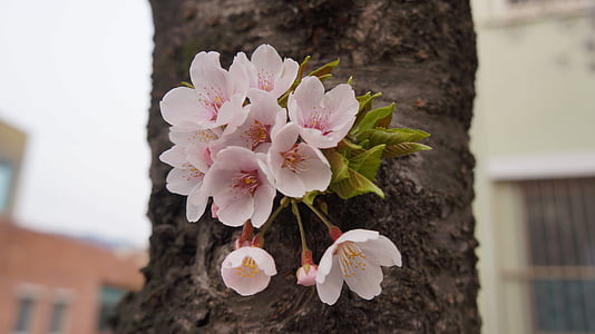 cherry blossom thumbnail