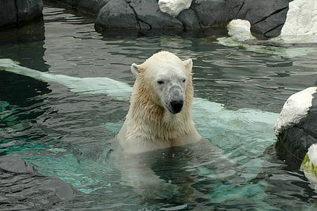 polar bear on body of water thumbnail