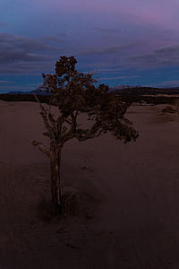 green leafed tree under cloudy sky thumbnail