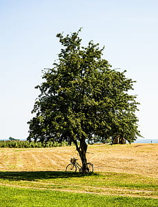 bike under tree thumbnail