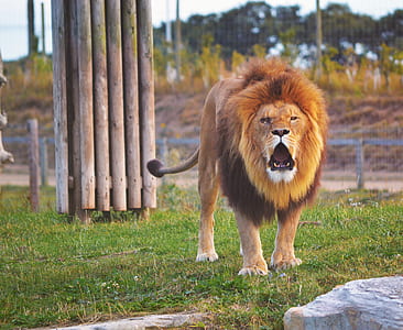 lion on green grass during daytime thumbnail