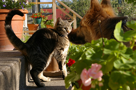 brown tabby cat near the dog thumbnail