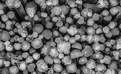 grayscale photography of logs thumbnail