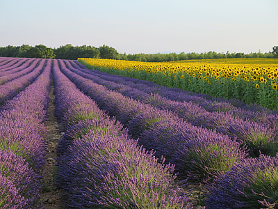 landscape photography of sunflower field with purple flowers thumbnail