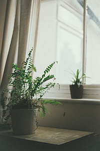 green leafed plant in pot thumbnail