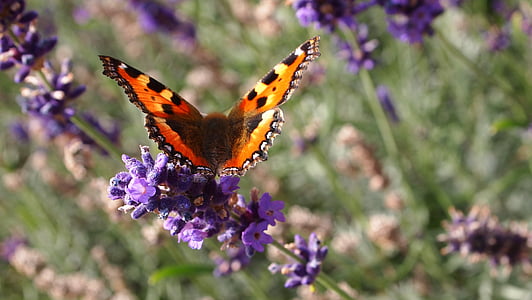 butterfly pollinating flower thumbnail