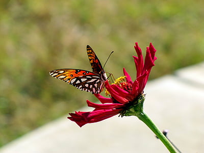 multicolored butterfly on red flower thumbnail