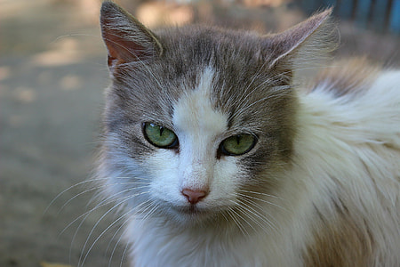 white and brown cat thumbnail