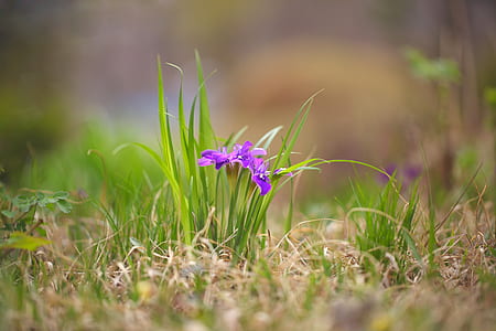 purple iris flowers in bloom at daytime thumbnail