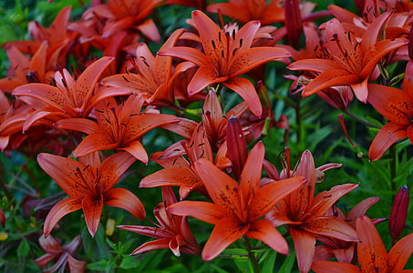 selective focus photography of red lilies thumbnail