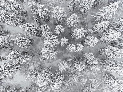 bird's eye view photo of trees covered in snow thumbnail