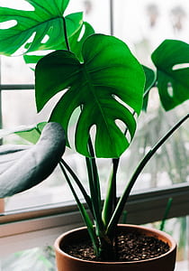 green leafed plant on brown pot near window thumbnail