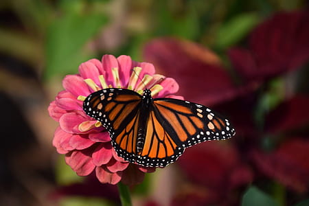 close-up photography of monarch butterfly perched on pink and yellow petaled flower thumbnail