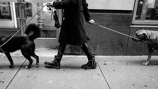 grayscale photo of person with two dogs thumbnail
