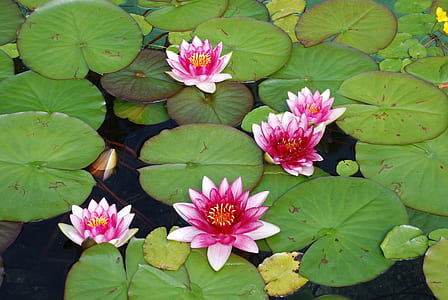 pink and white lotus flower on pod thumbnail