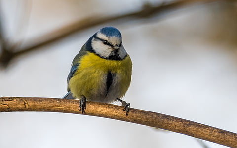 blue, white, and yellow bird thumbnail