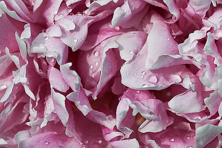 pink and white flowers with droplets thumbnail
