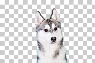 Siberian Husky Puppy Shiba Inu Alaskan Malamute Iphone 7