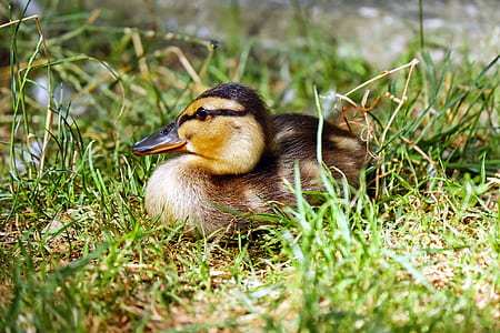 brown and yellow duckling sitting on green grass thumbnail