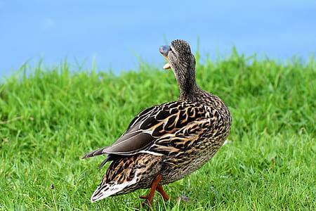 black and brown duck on green grass thumbnail