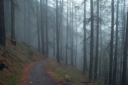 bare trees covered with fog thumbnail