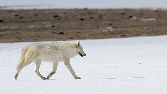 photo of white wolf walking on snow thumbnail
