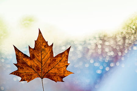 palmate leaf digital wallpaper thumbnail