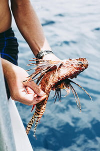 person holding brown Lionfish thumbnail
