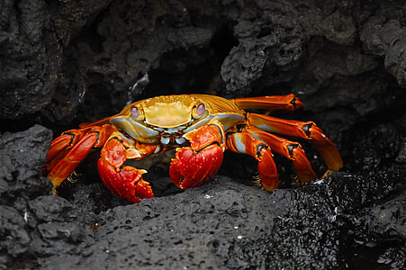 animal photography of red crab on rocks thumbnail