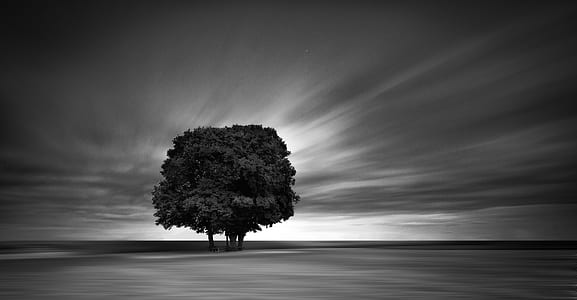 grayscale photo of tree thumbnail