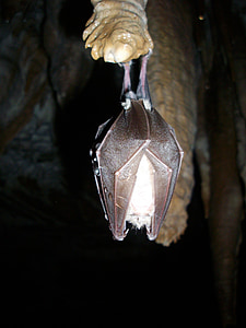 close-up photo of black bat inside the cave thumbnail