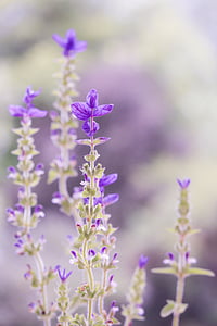 shallow focus photography of purple flower thumbnail
