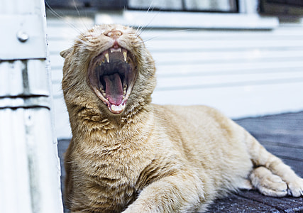 cat yawning while lying on black pavement thumbnail