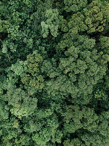 top view of green leafed tree thumbnail