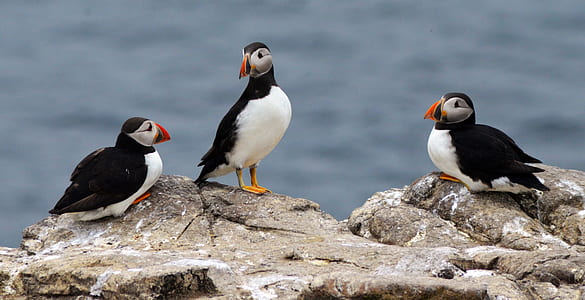 three Atlantic puffins on rock thumbnail
