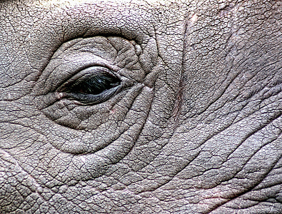 closed photography of elephant face thumbnail