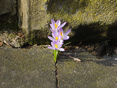 purple flowers on sidewalk during daytime thumbnail
