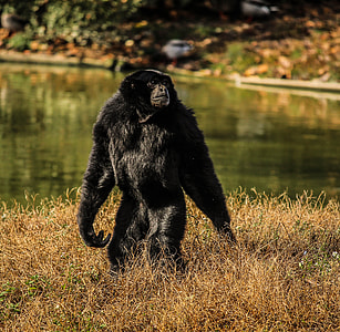 black monkey standing on brown grasses thumbnail
